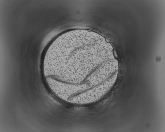 X0000091950296200710041013