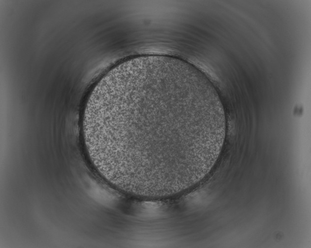 X0000091950302200710041013