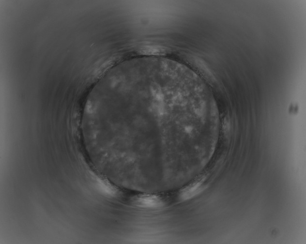 X0000091950322200710041013
