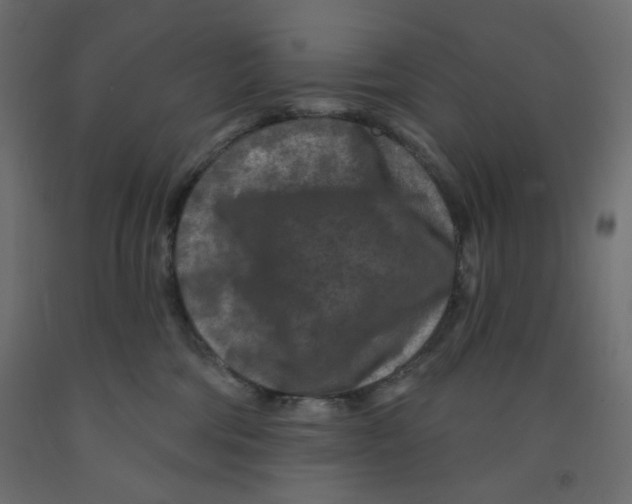 X0000091950330200710041012