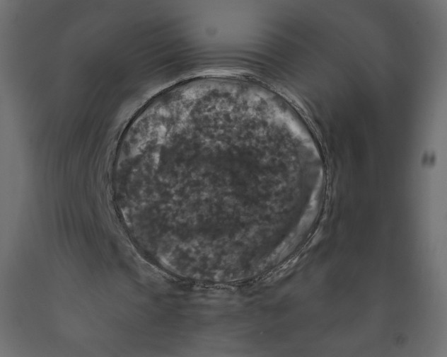 X0000091950337200710041012