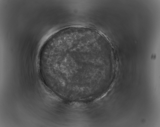 X0000091950343200710041012