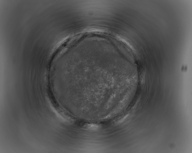 X0000091950352200710041012