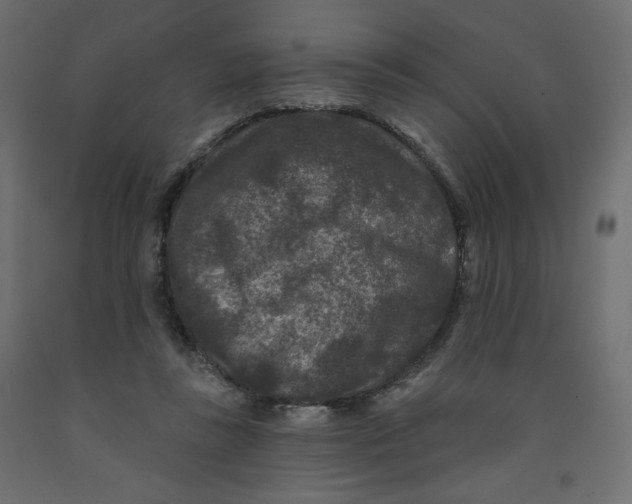 X0000091950355200710041012