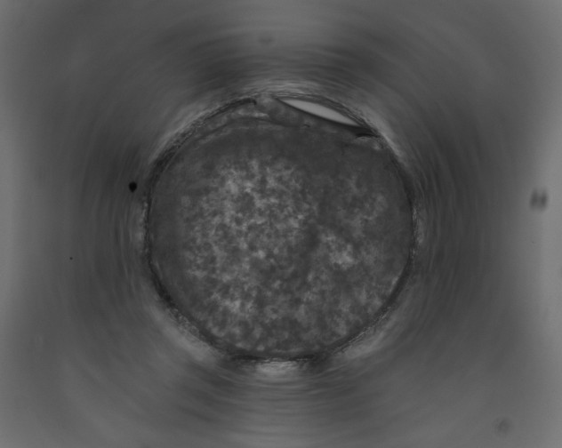 X0000091950357200710041012
