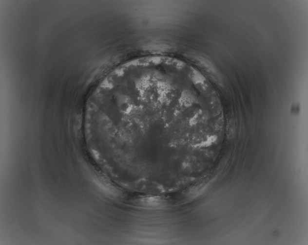 X0000091950365200710041012