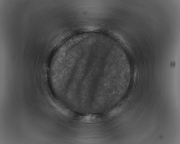 X0000091950366200710041012