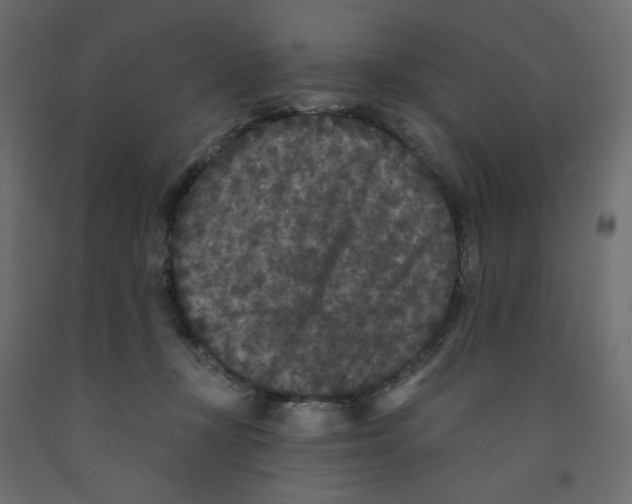 X0000091950367200710041012
