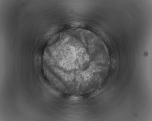X0000091950375200710041012
