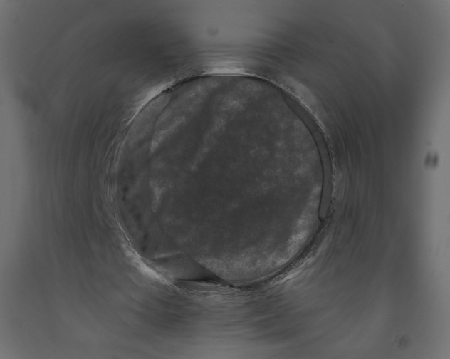 X0000091950385200710041012