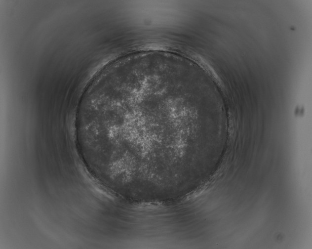 X0000091950386200710041012
