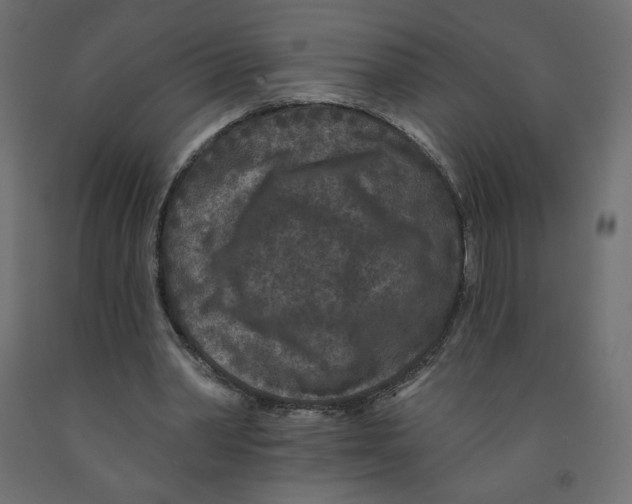 X0000091950390200710041012