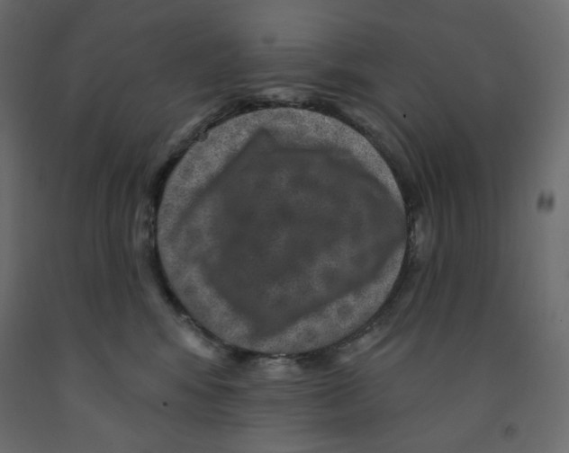 X0000091950424200710041011