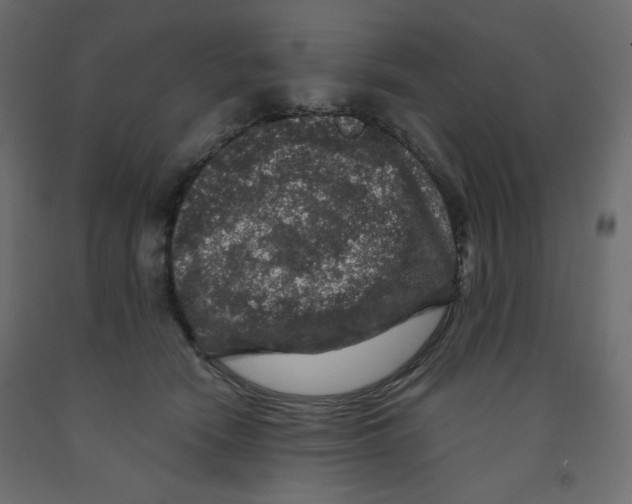 X0000091950466200710041011