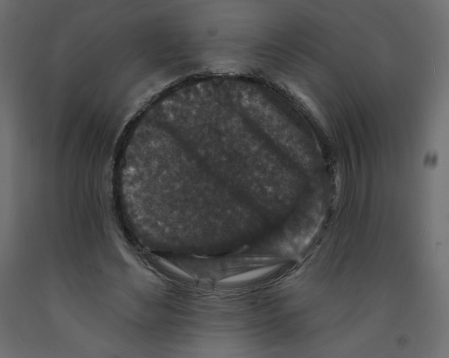 X0000091950492200710041010