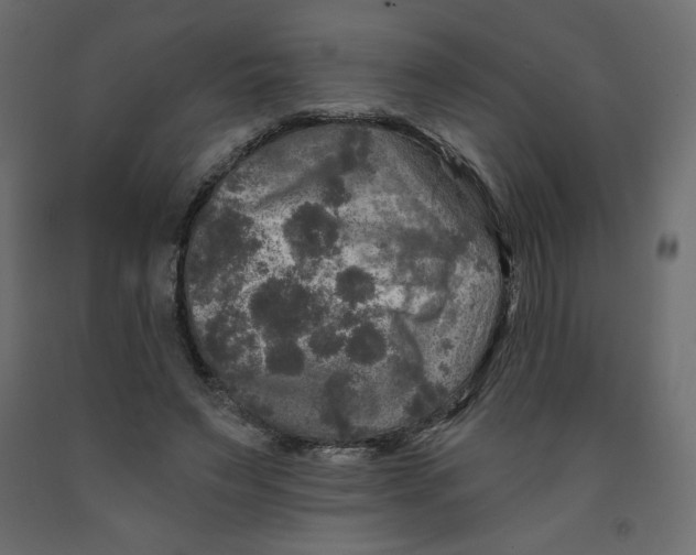 X0000091950495200710041010