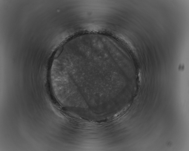 X0000091950496200710041010