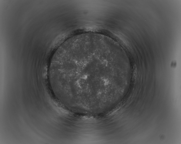 X0000091950502200710041010