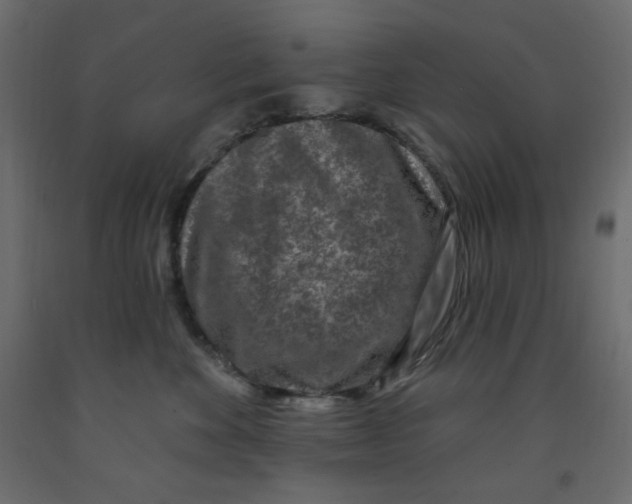 X0000091950524200710041010