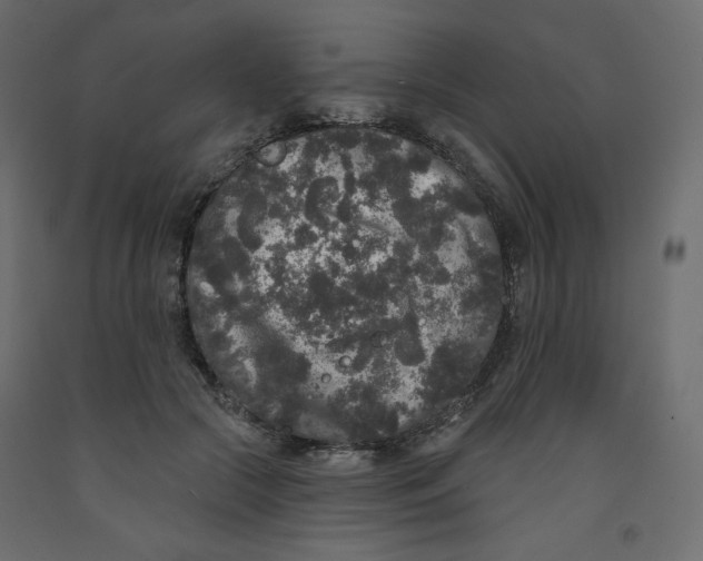 X0000091950553200710041010