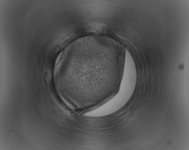 X0000091950566200710041010