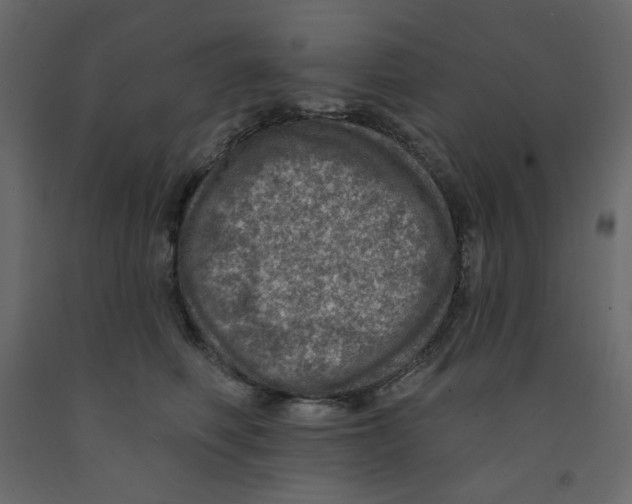 X0000091950614200710041009