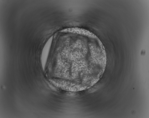 X0000091950624200710041009