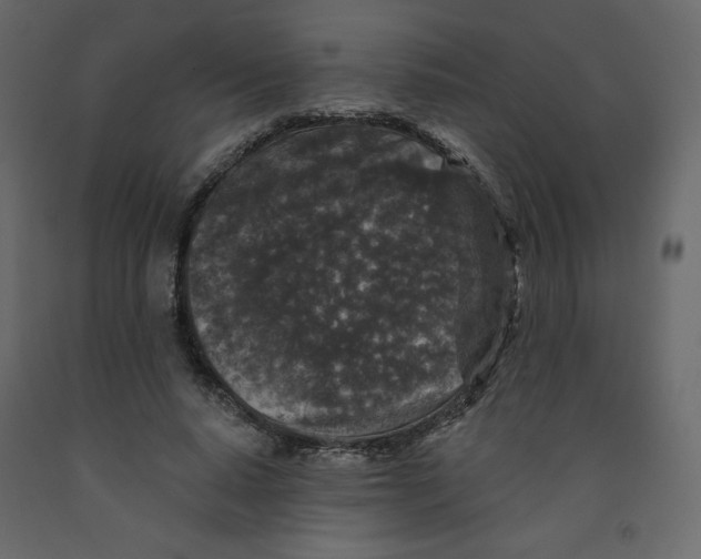 X0000091950640200710041008