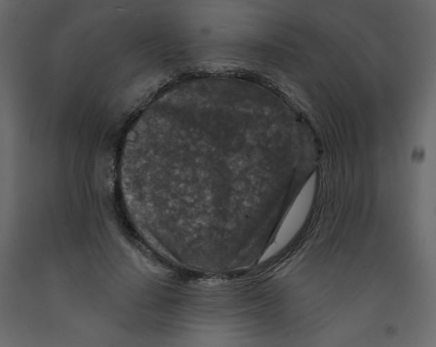 X0000091950644200710041008