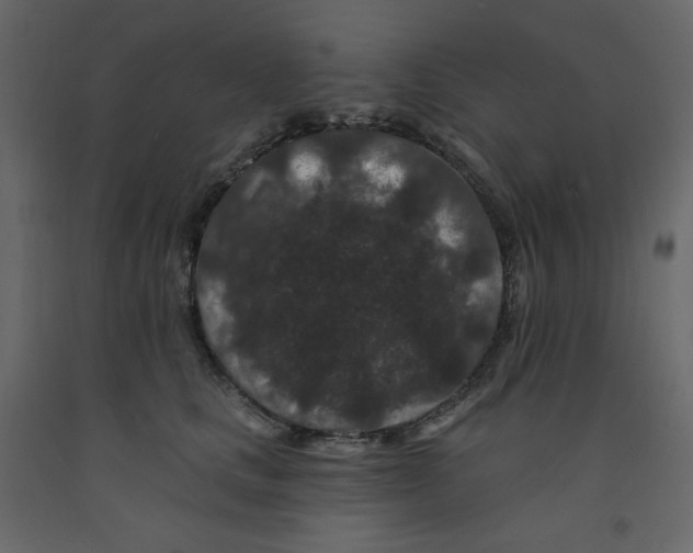 X0000091950661200710041009