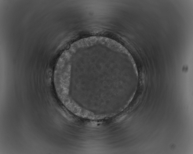 X0000091950664200710041009
