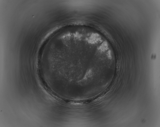 X0000091950722200710041007