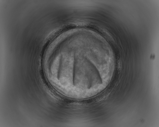 X0000091950733200710041007