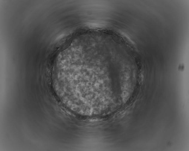 X0000091950917200710041005