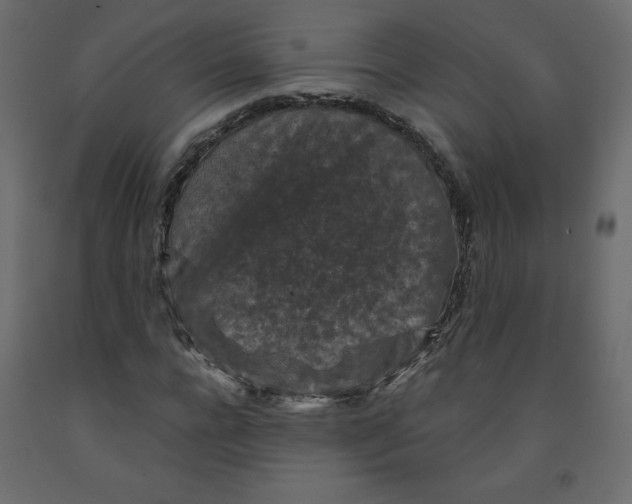 X0000091950920200710041005