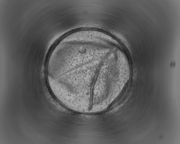 X0000091950928200710041005