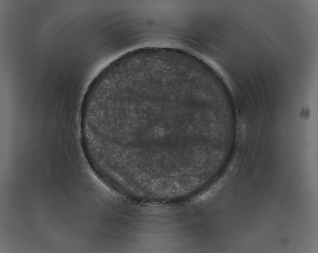 X0000091950935200710041005