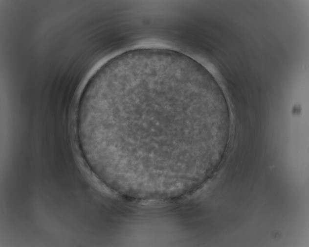 X0000091951008200710041004