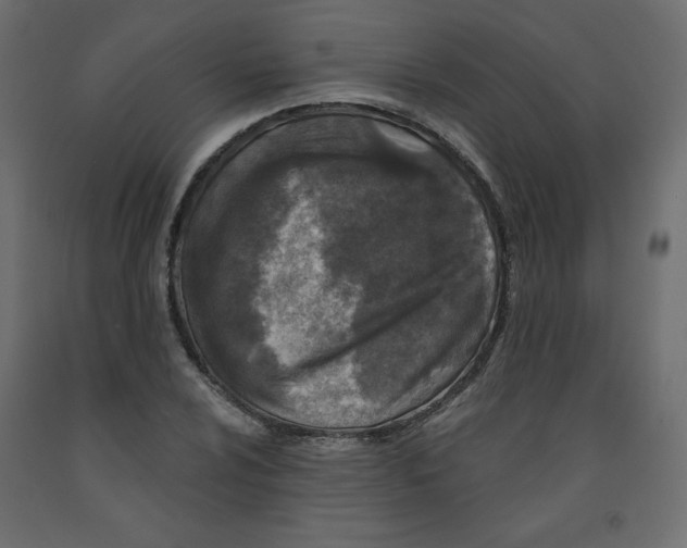 X0000091951024200710041004