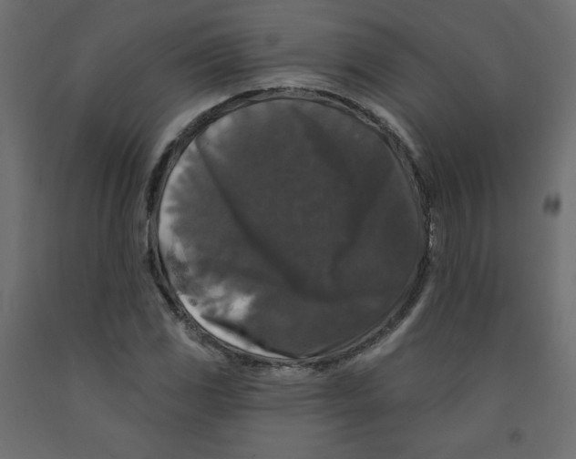 X0000091951117200710041002