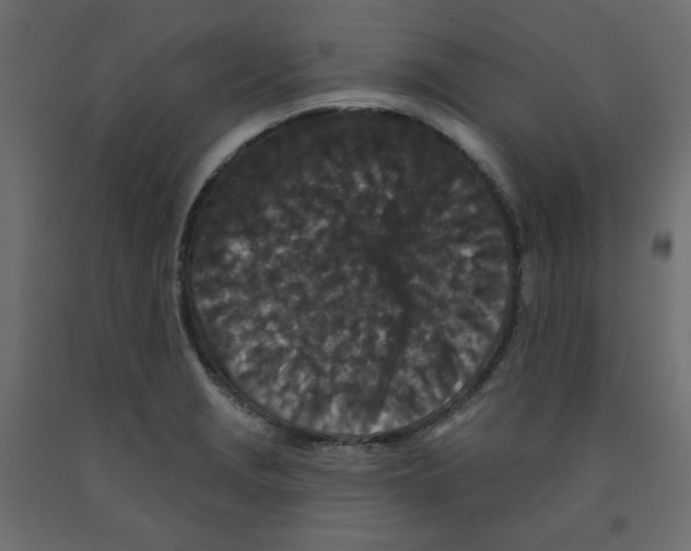 X0000091951229200710041001