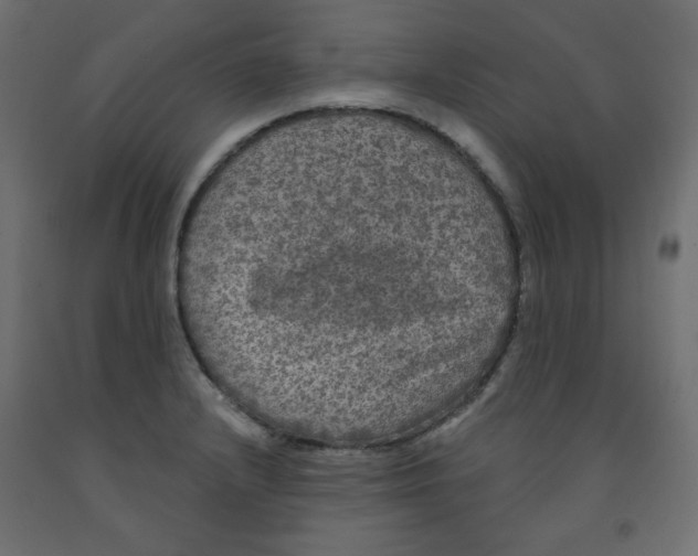 X0000091951232200710041001