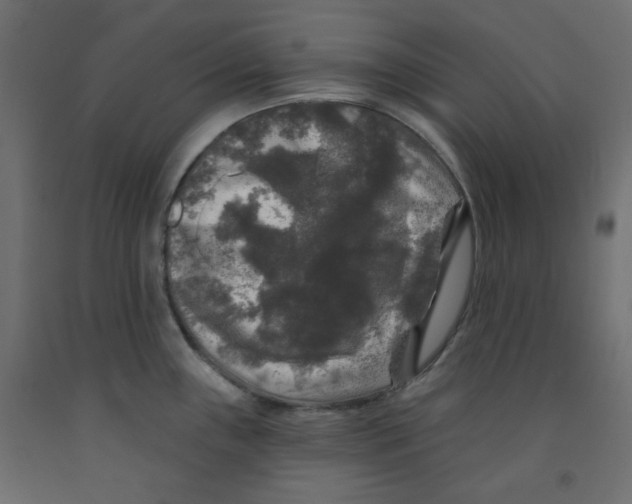 X0000091951243200710041002