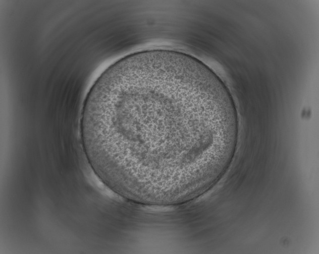 X0000091951296200710041000