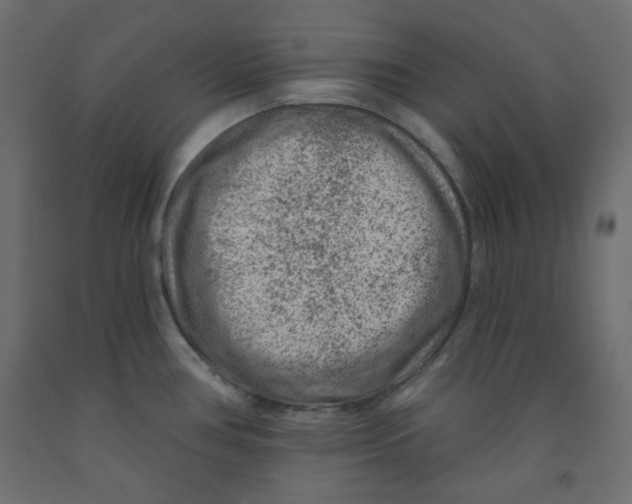 X0000091951386200710040959