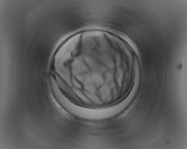 X0000091951388200710040959