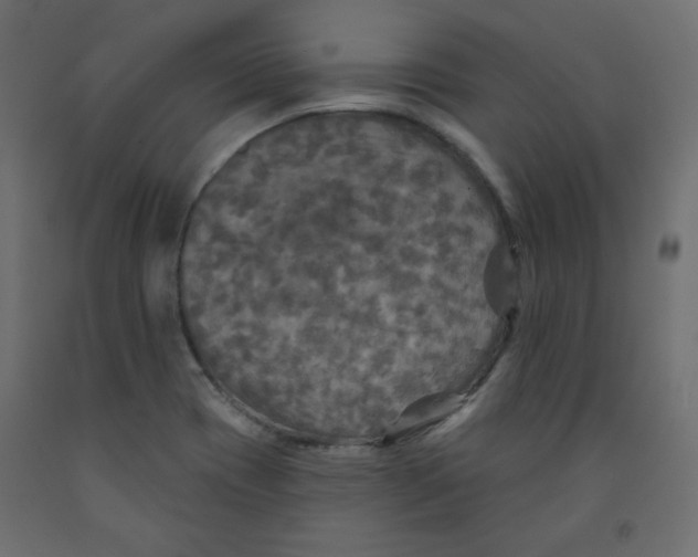 X0000091951417200710040958