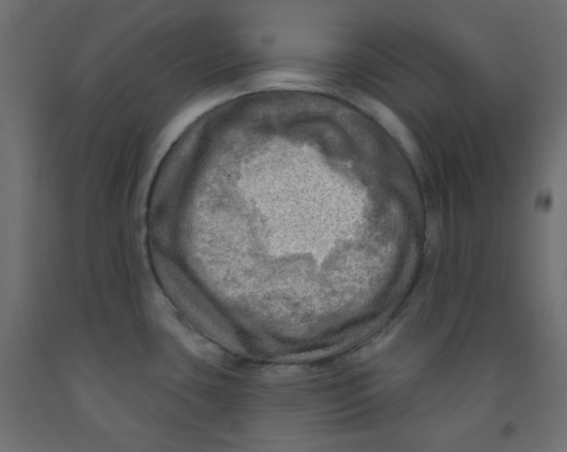 X0000091951435200710040959