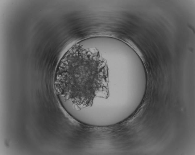 X0000091960909200709061057