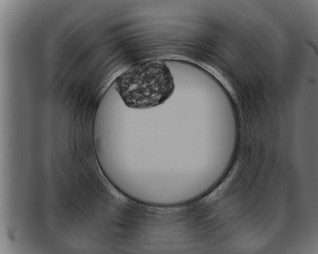 X0000091961289200709061052